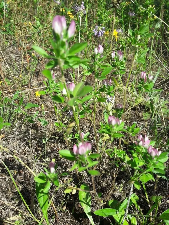 Mediterranean restharrow (Ononis mitissima, Sp. Pl.: 717 (1753))