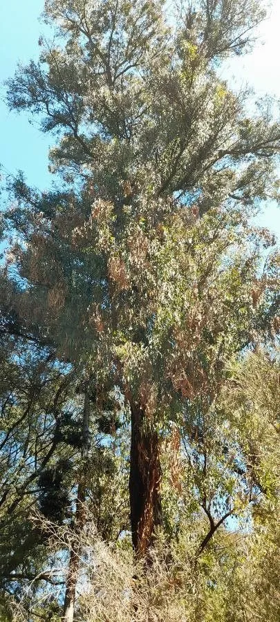 Northern grey ironbark (Eucalyptus siderophloia, Fl. Austral. 3: 220 (1867))