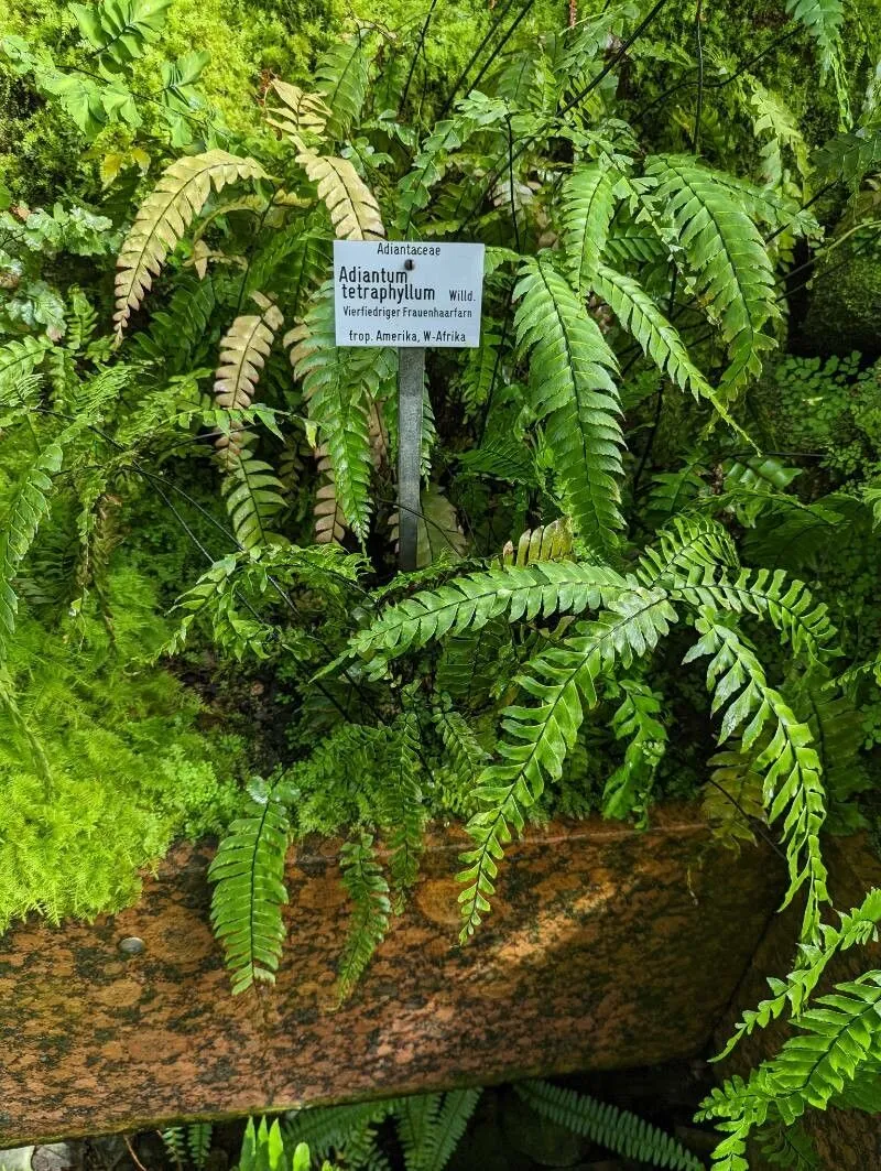 Fourleaf maidenhair (Adiantum tetraphyllum, Sp. Pl., ed. 4, 5: 441 (1810))