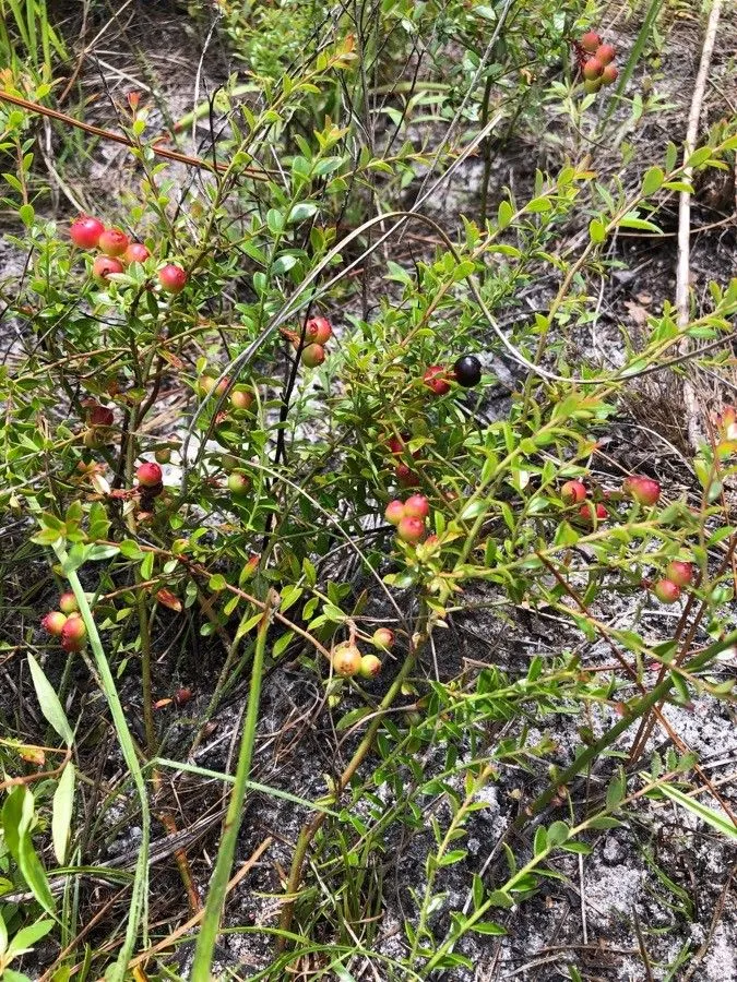 Evergreen blueberry (Vaccinium myrsinites, Encycl. 1: 73 (1783))