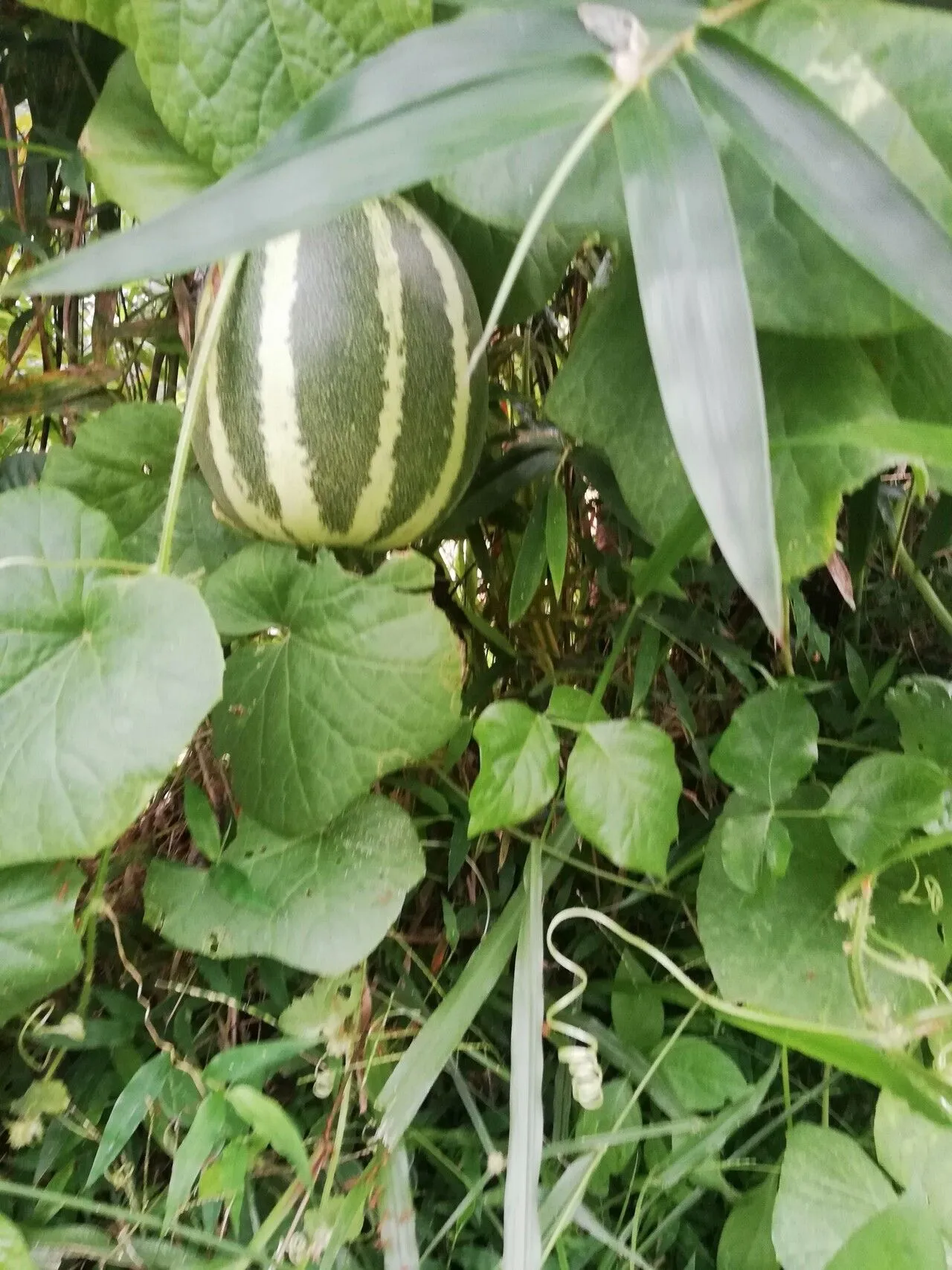 Figleaf gourd (Cucurbita ficifolia, Verh. Vereins Beförd. Gartenbaues Königl. Preuss. Staaten 12: 205 (1837))