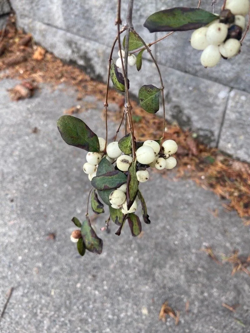 Mountain snowberry (Symphoricarpos oreophilus, J. Linn. Soc., Bot. 14: 12 (1873))