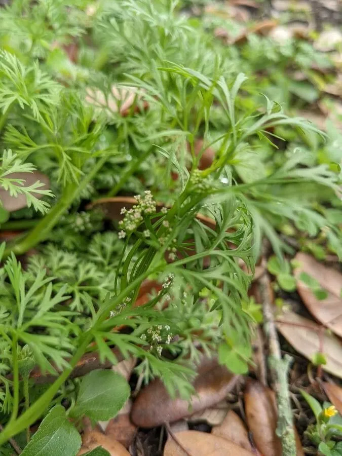 Marsh parsley (Cyclospermum leptophyllum, Sci. Surv. Porto Rico & Virgin Islands 6: 52 (1925))