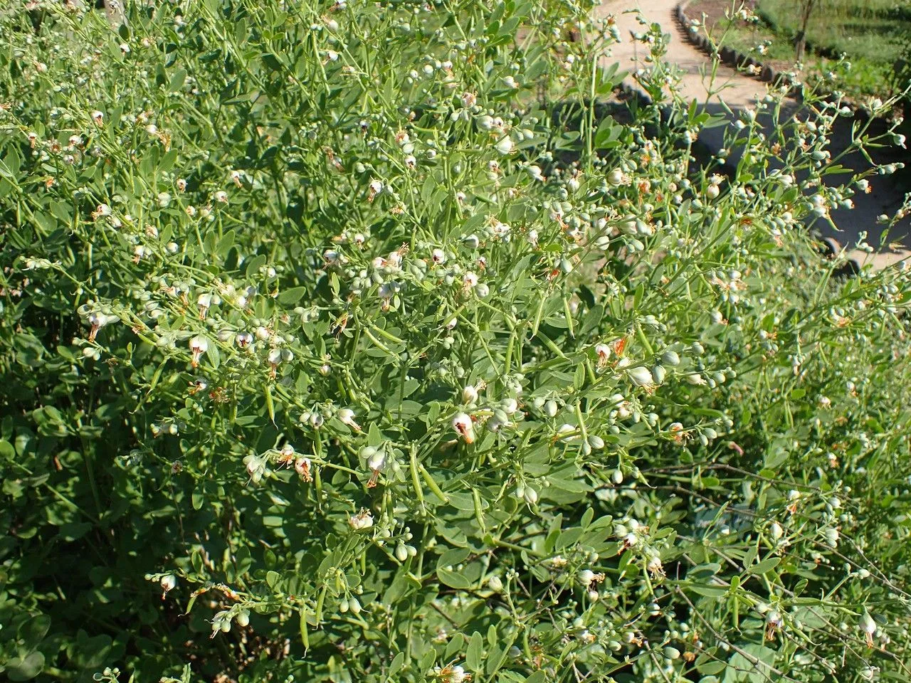 Syrian bean-caper (Zygophyllum fabago, Sp. Pl.: 385 (1753))