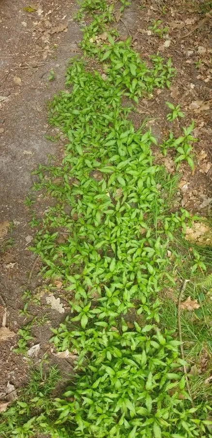 Marsh-pepper smartweed (Persicaria hydropiper, Fl. Auvergne, ed. 2: 518 (1800))