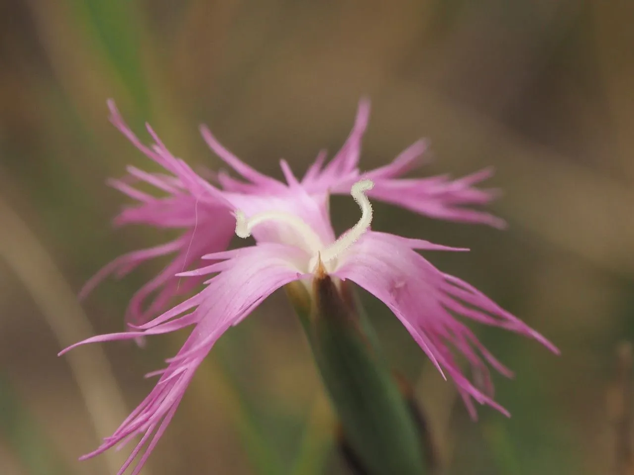 Fringed pink (Dianthus hyssopifolius, Cent. Pl. I: 11 (1755))