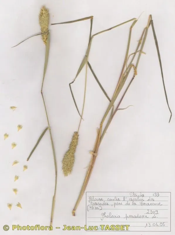 Paradoxa grass (Phalaris paradoxa, Sp. Pl. ed. 2: 1665 (1763))