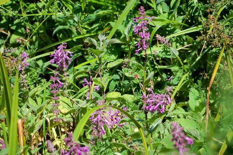 Coastal hedgenettle (Stachys chamissonis, Linnaea 6: 80 (1831))