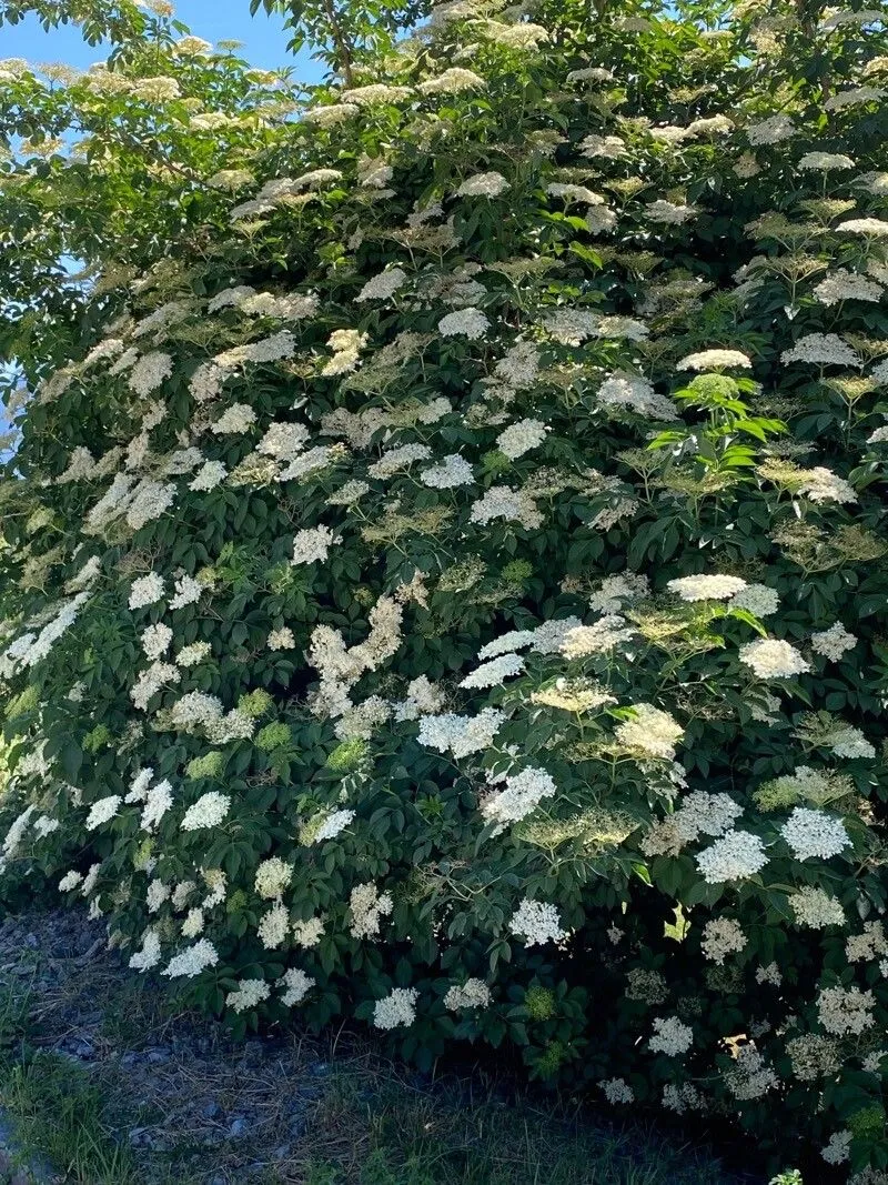 Canadian elder (Sambucus canadensis, Sp. Pl.: 269 (1753))