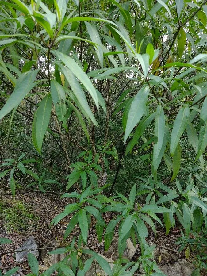 Kangaroo-apple (Solanum aviculare, Pl. Esc.: 42 (1786))