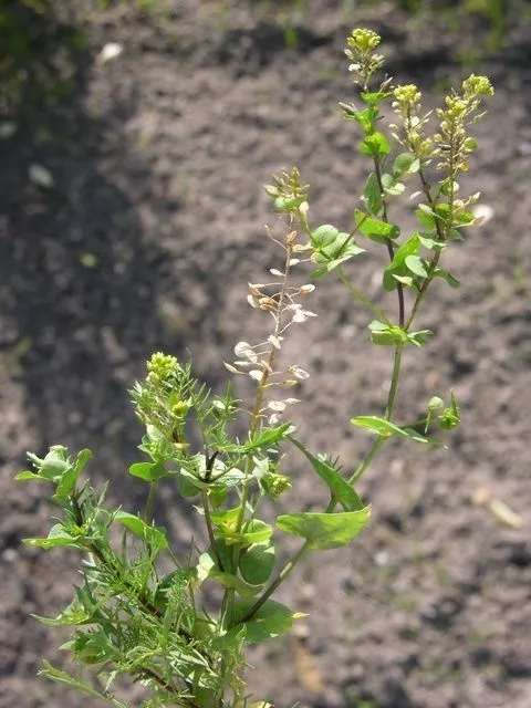 Perfoliate pepperwort (Lepidium perfoliatum, Sp. Pl.: 643 (1753))