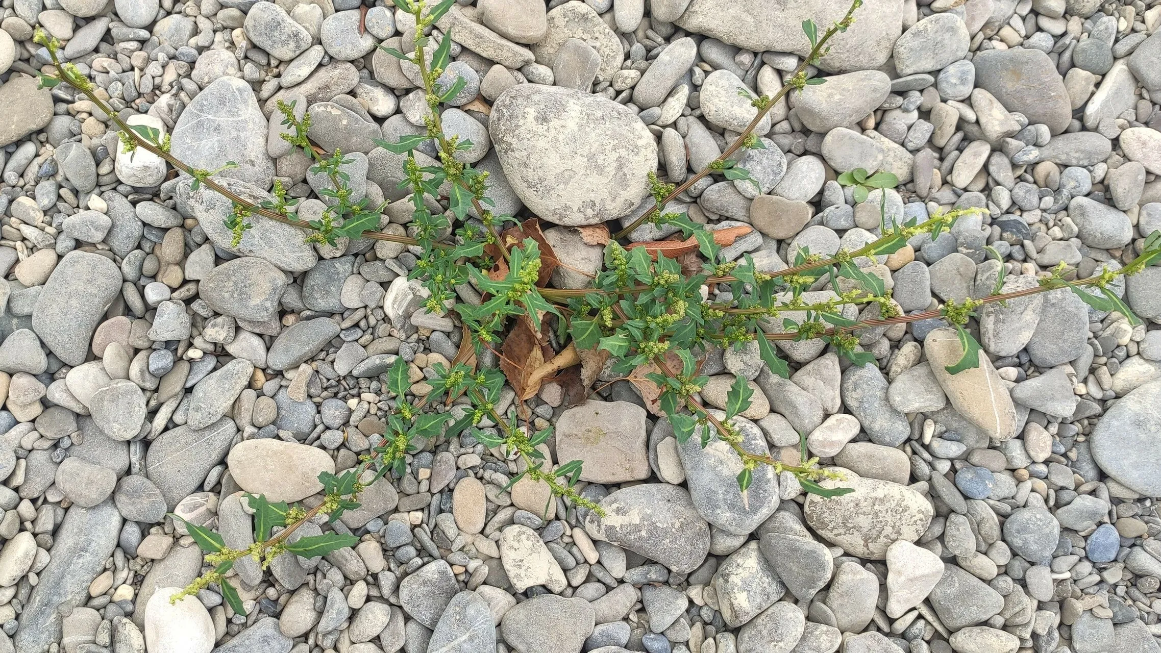 Oakleaf goosefoot (Oxybasis glauca, Willdenowia 42: 15 (2012))