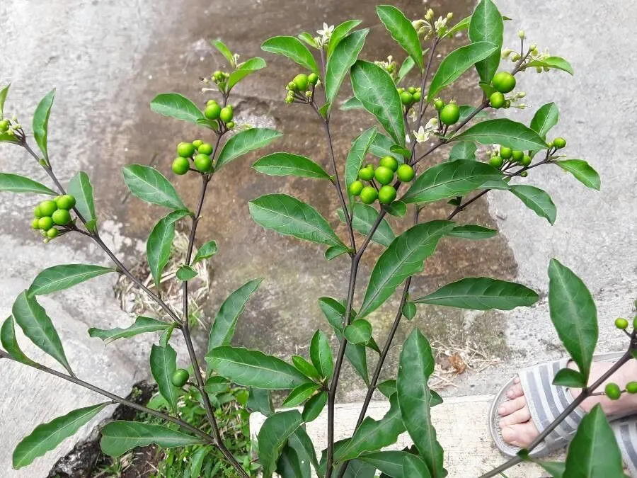 Twoleaf nightshade (Solanum diphyllum, Sp. Pl.: 184 (1753))