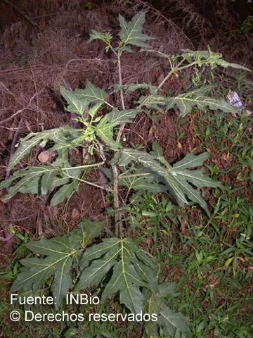 Forest nightshade (Solanum nudum, Solan. Syn.: 20 (1816))