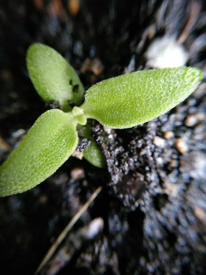 Common iceplant (Mesembryanthemum crystallinum, Sp. Pl.: 480 (1753))