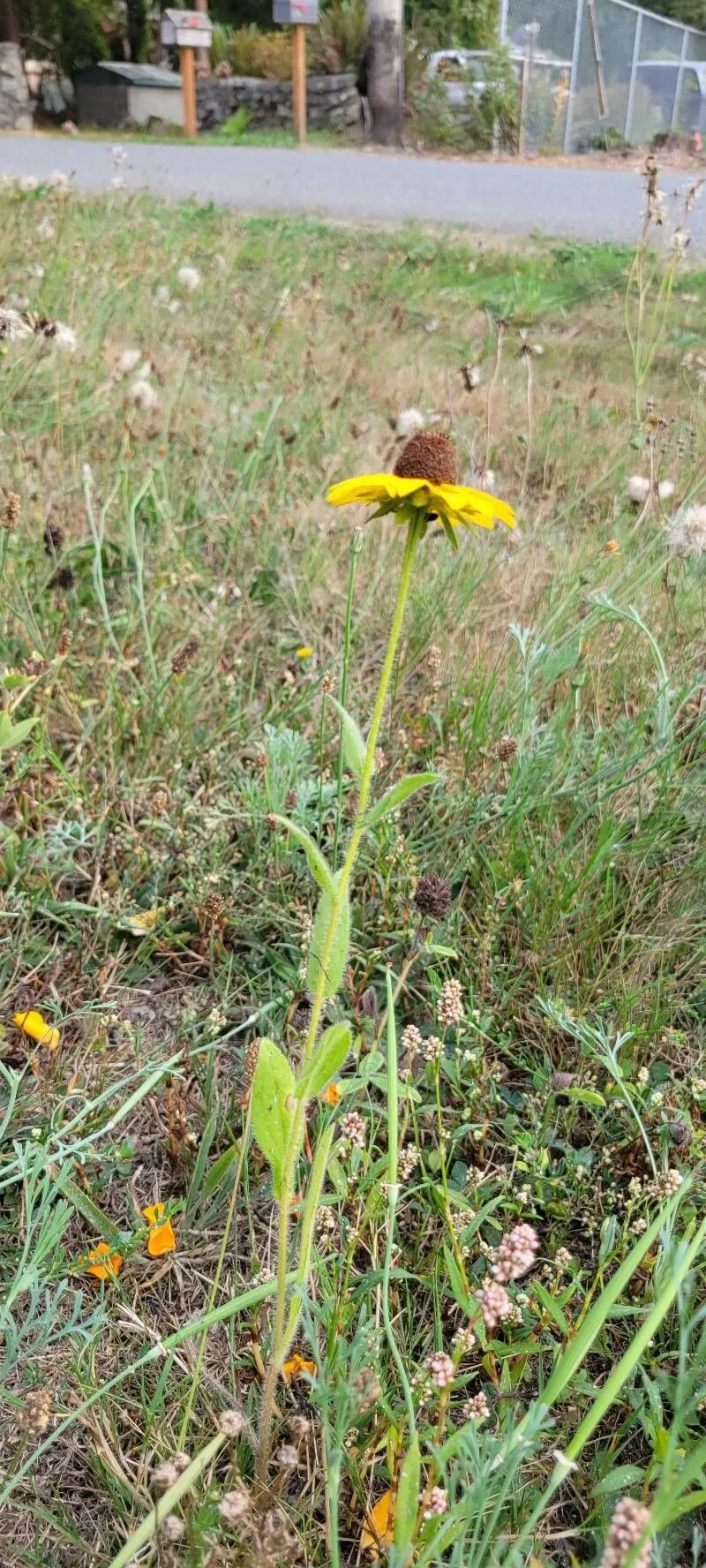 Thin-leaf coneflower (Rudbeckia triloba, Sp. Pl.: 907 (1753))