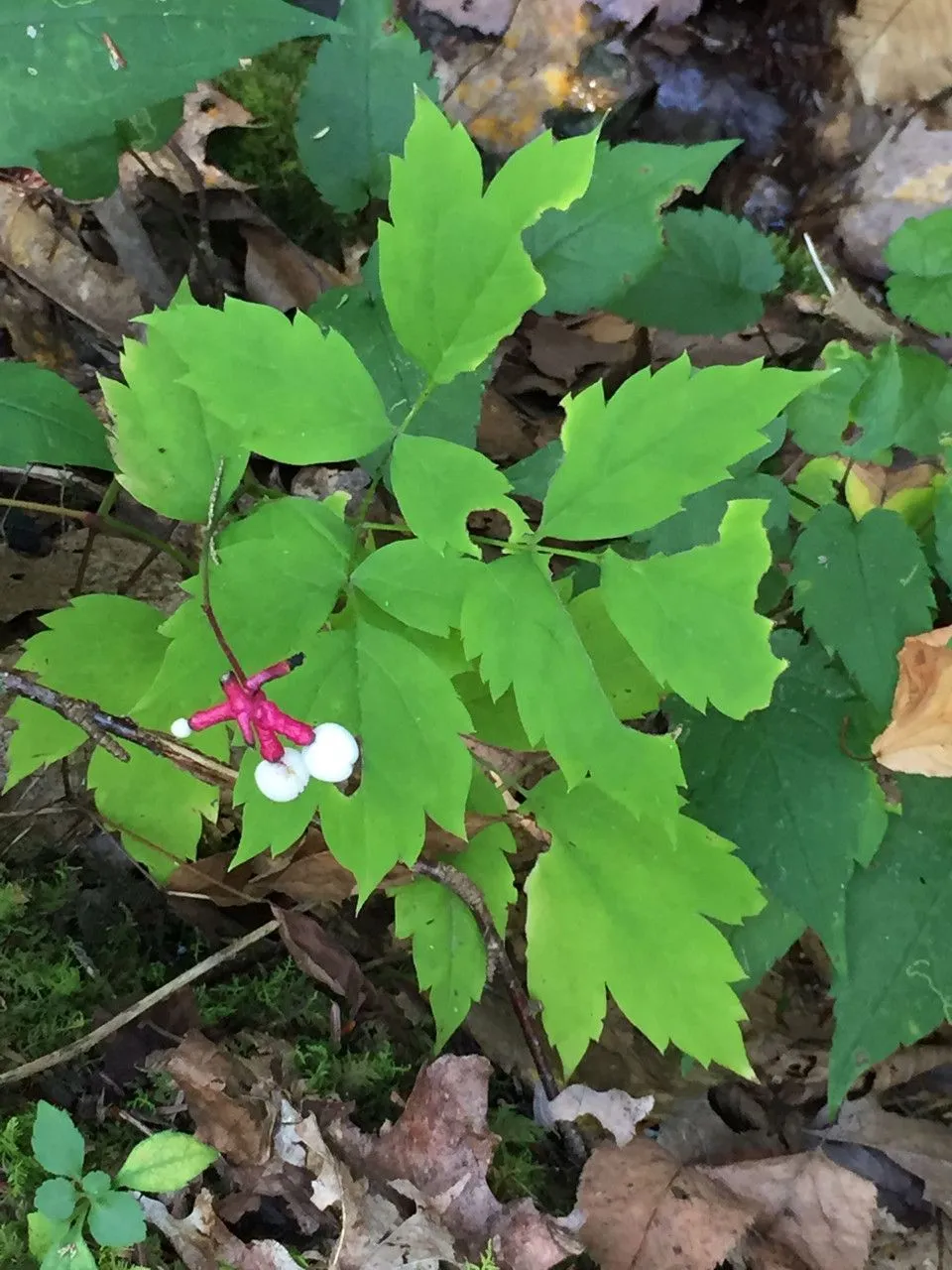 White baneberry (Actaea pachypoda, Sketch bot. S. Carolina 2:15. 1821)