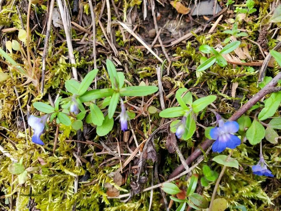 Maiden blue eyed mary (Collinsia parviflora, Bot. Reg. 13: t. 1082 (1827))