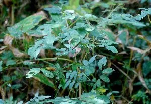 Anil falso (Coursetia caribaea, C.H.Stirton (ed.), Advances Legume System. 3: 63 (1987))