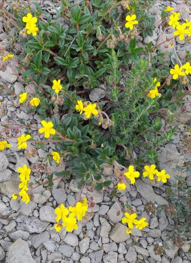 Spring cinquefoil (Potentilla tabernaemontani, None)