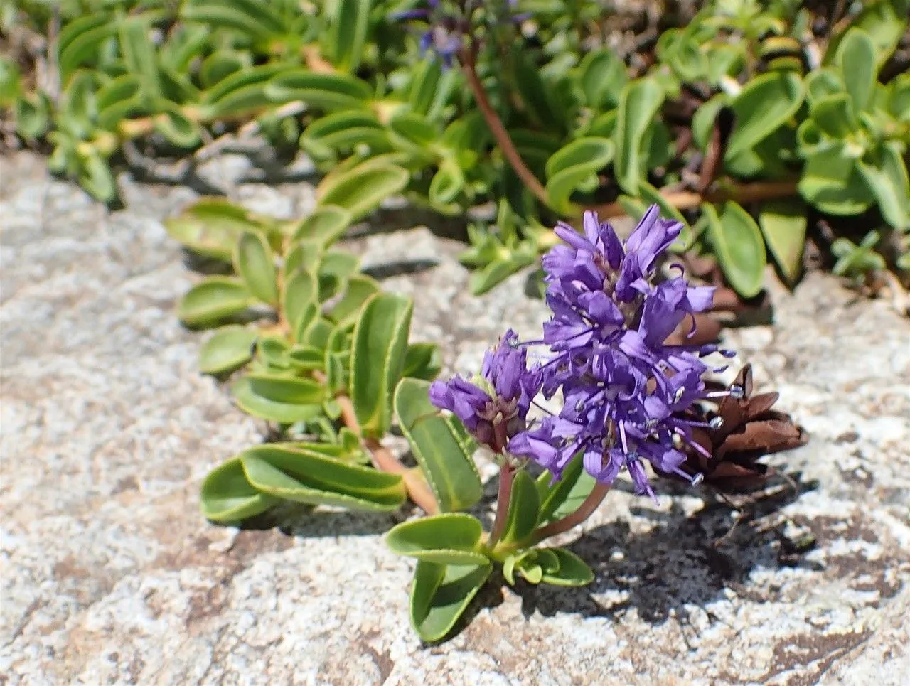 Allioni’s speedwell (Veronica allionii, Prosp. Hist. pl. Dauphiné 20. 1779, nom. cons.)