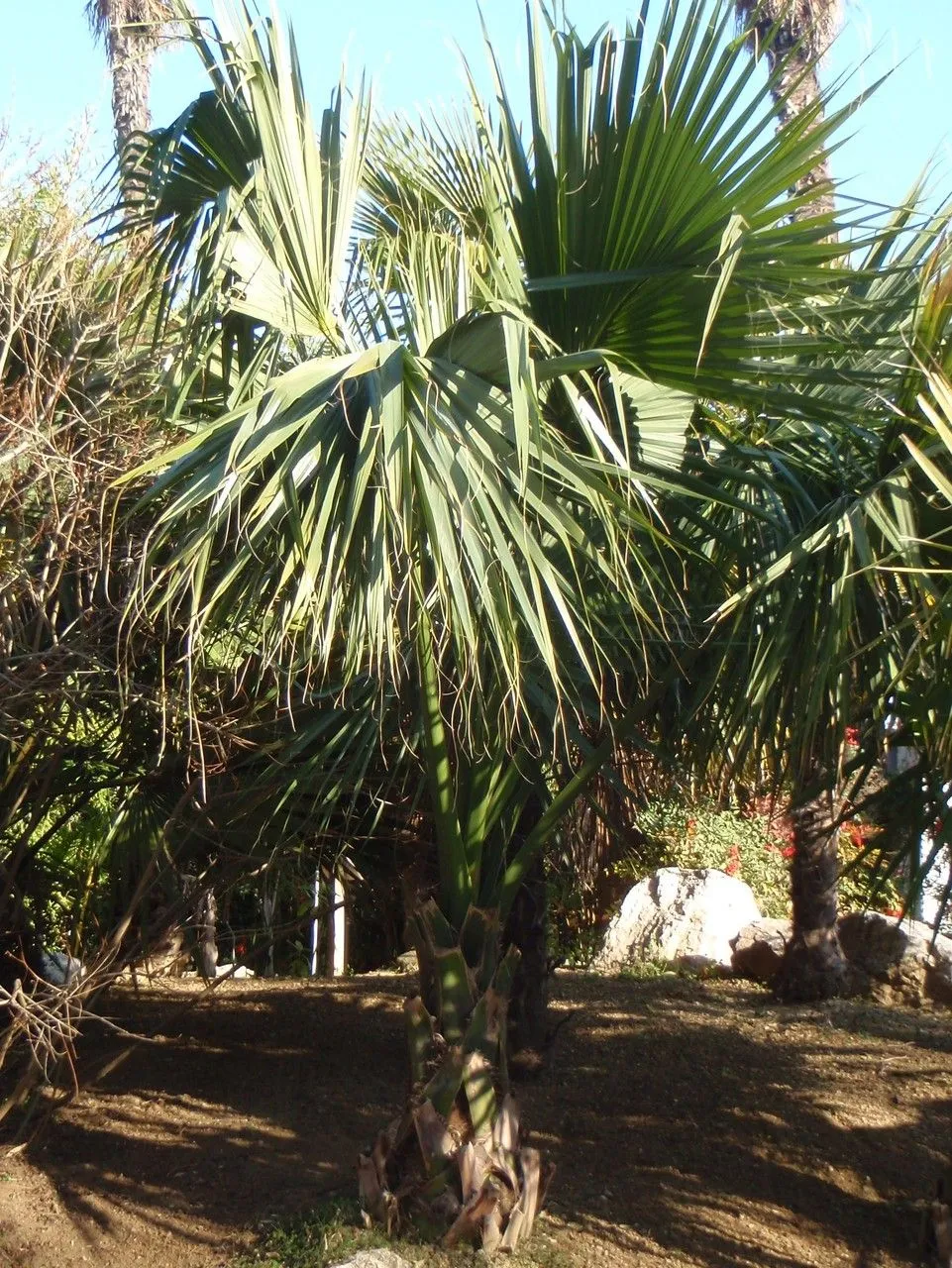 Blue palmetto (Sabal palmetto, Syst. Veg. 7: 1487 (1830))