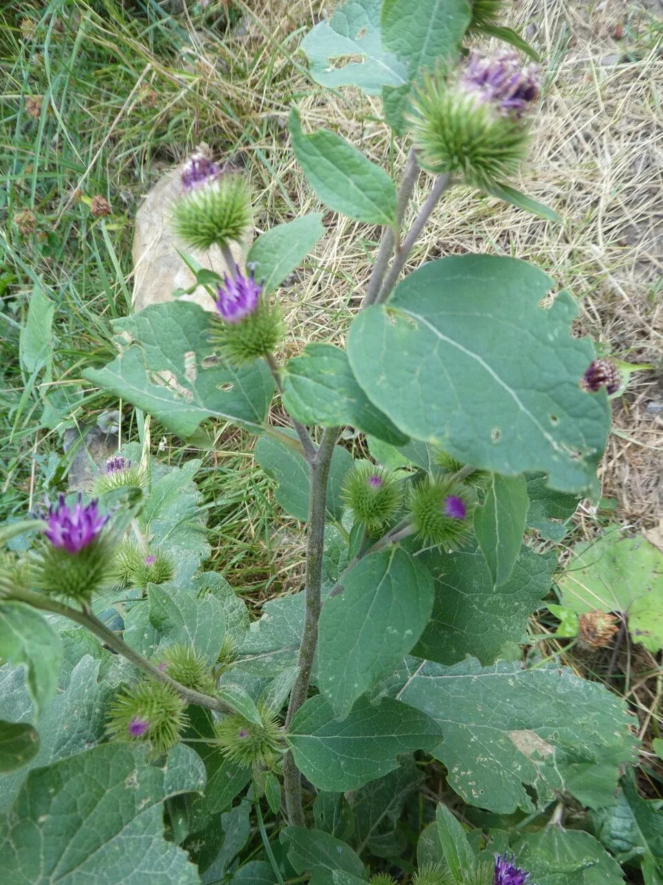 Common burdock (Arctium minus, Syst. Verz. Erf.: 154 (1800))