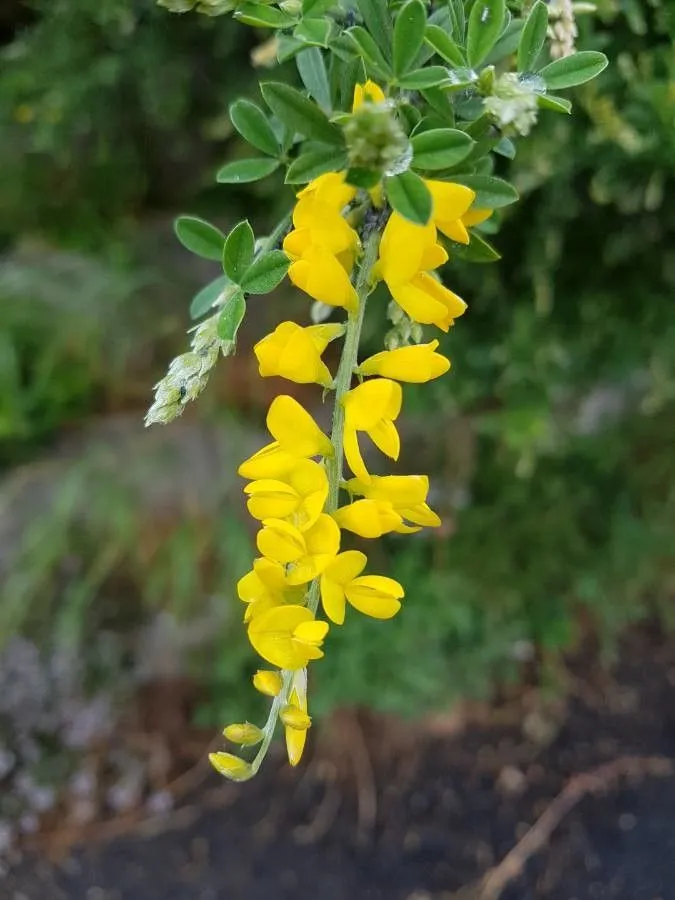 Hairybroom (Cytisus villosus, Mém. Acad. Sci. Toulouse 3: 317 (1788))