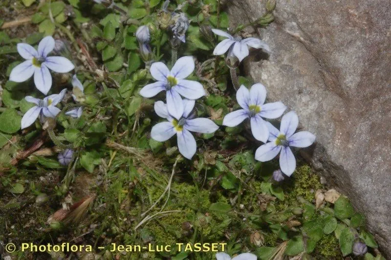 Matted pratia (Lobelia pedunculata, Prodr. Fl. Nov. Holland.: 563 (1810))