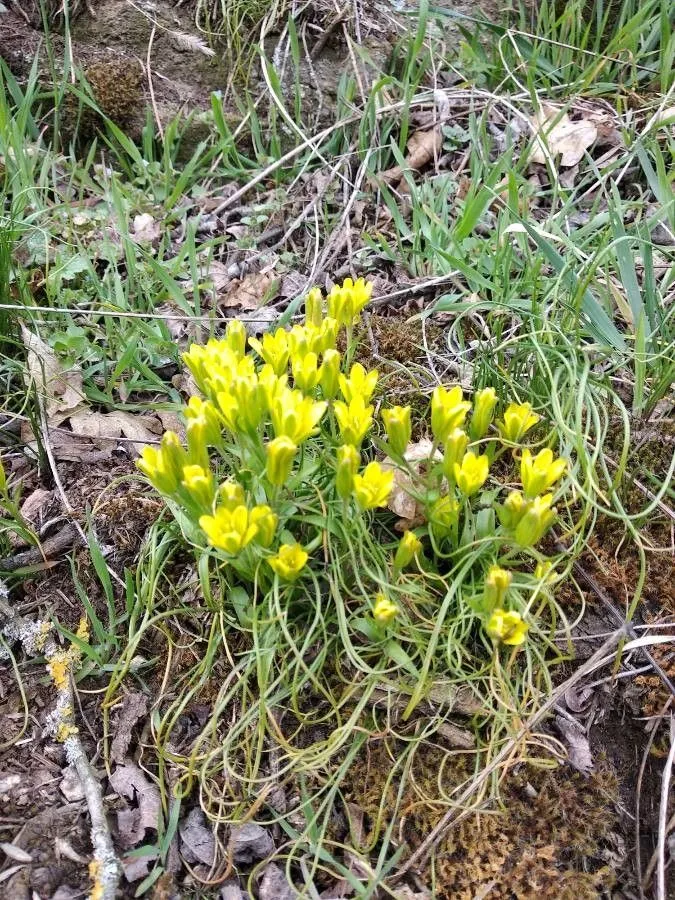 Early star-of-bethlehem (Gagea bohemica, J.J.Roemer & J.A.Schultes, Syst. Veg., ed. 15 bis 7: 549 (1829))