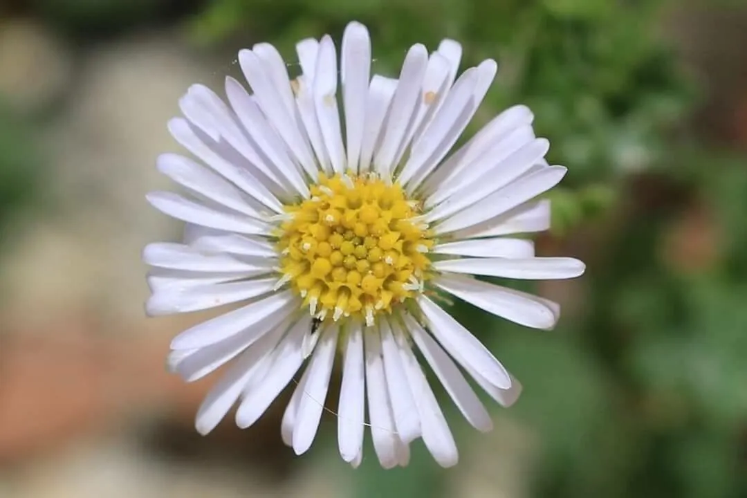 Bur-daisy (Calotis cuneifolia, Bot. Reg. 6: t. 504 (1820))