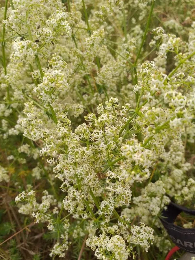 Hedge bedstraw (Galium mollugo, Sp. Pl.: 107 (1753))