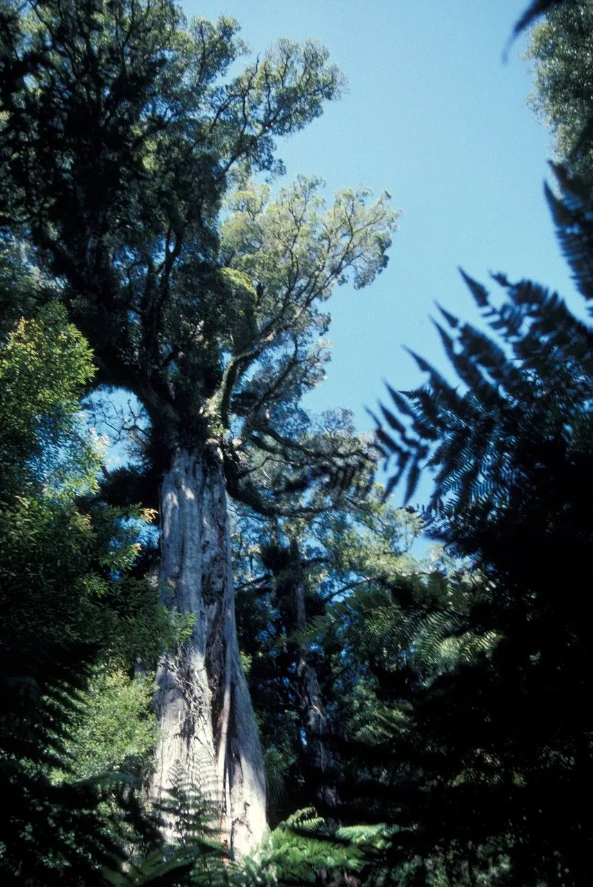 Northern rata (Metrosideros robusta, Ann. Nat. Hist. 3:112. 1839)