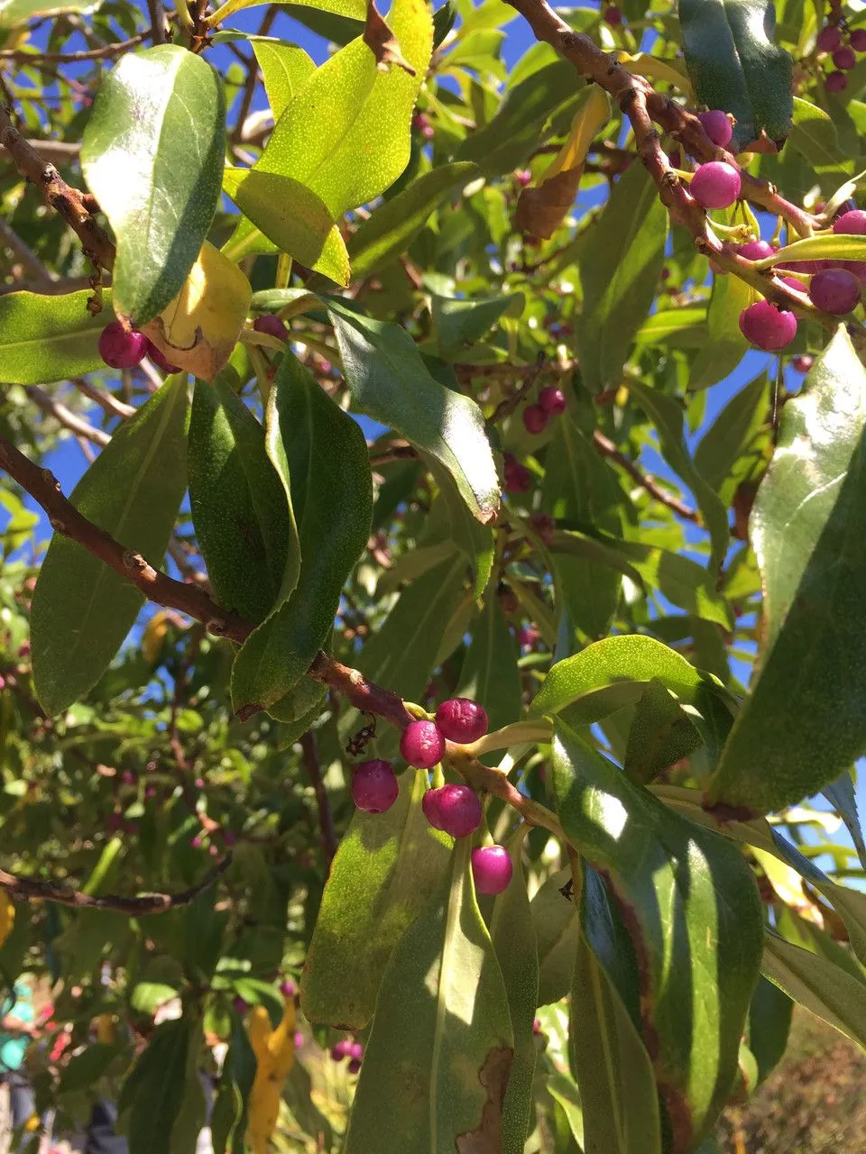 New zealand manatoka (Myoporum laetum, Fl. Ins. Austr.: 44 (1786))