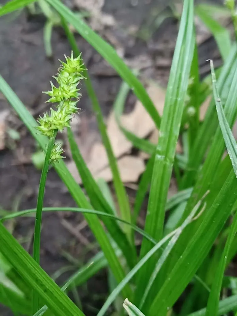 Bur-reed sedge (Carex sparganioides, Sp. Pl. ed. 4. 4: 237 (1805))