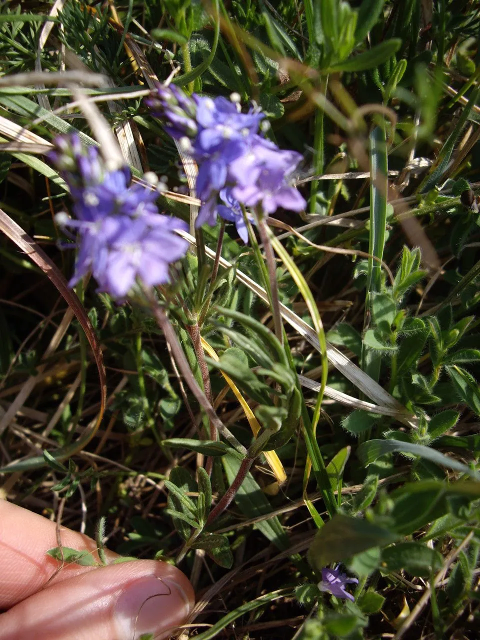 Prostrate speedwell (Veronica prostrata, Sp. Pl. ed. 2: 22 (1762))