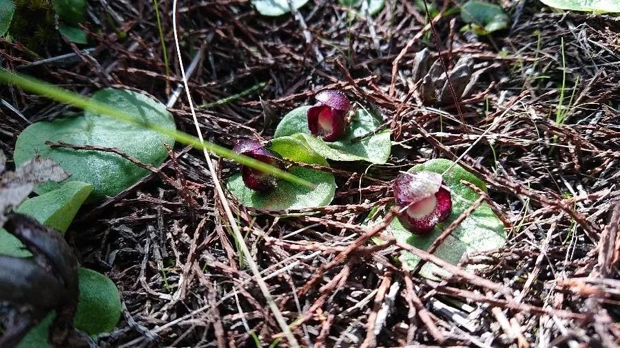 Stately helmet orchid (Corybas diemenicus, Proc. Linn. Soc. New South Wales 53: 551 (1928))