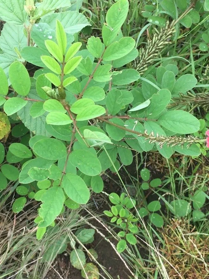 Hairy indigo (Indigofera hirsuta, Sp. Pl.: 751 (1753))