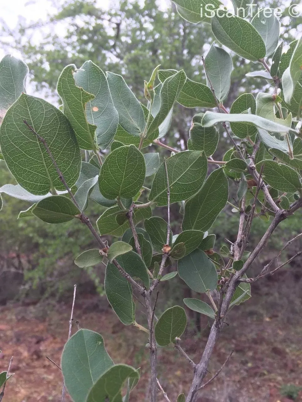 Velvet bushwillow (Combretum molle, Trans. Linn. Soc. London 15: 431 (1827))