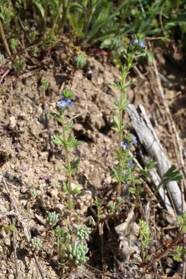 Dillenius’ speedwell (Veronica dillenii, Stirp. Austr. Fasc., ed. 2: 352 (1769))