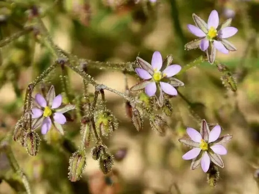 Alkali sand-spurrey (Spergularia diandra, Pl. Atticae 1848: s.p. (1851))