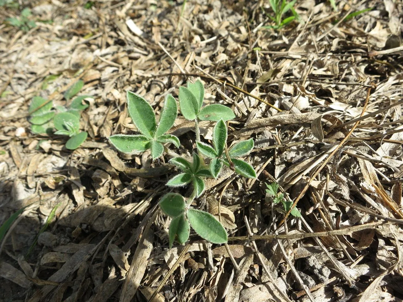 Texas bluebonnet (Lupinus texensis, Bot. Mag. 63: t. 3492 (1836))