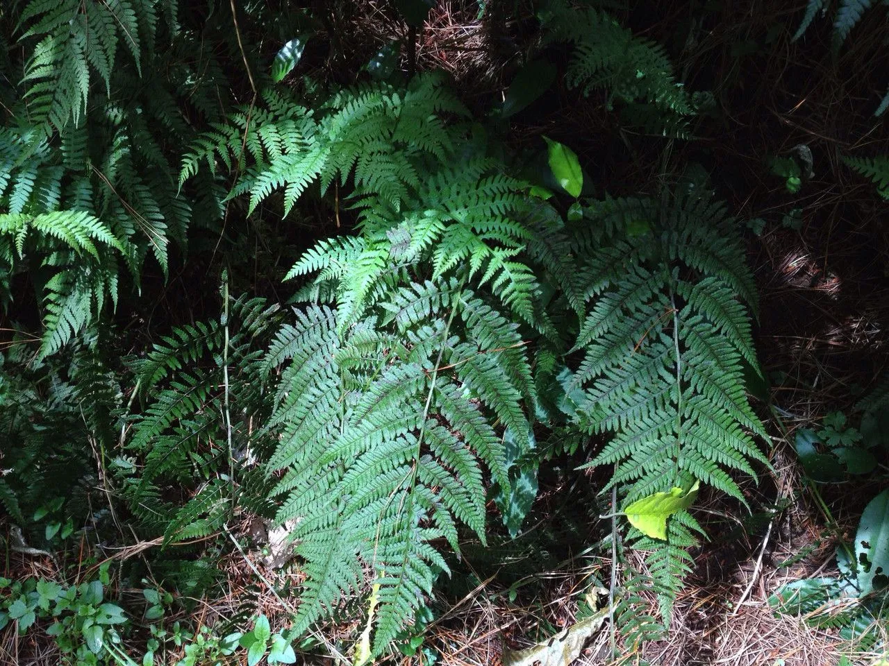 Japanese false spleenwort (Deparia petersenii, Bot. Mag. (Tokyo) 90: 37 (1977))