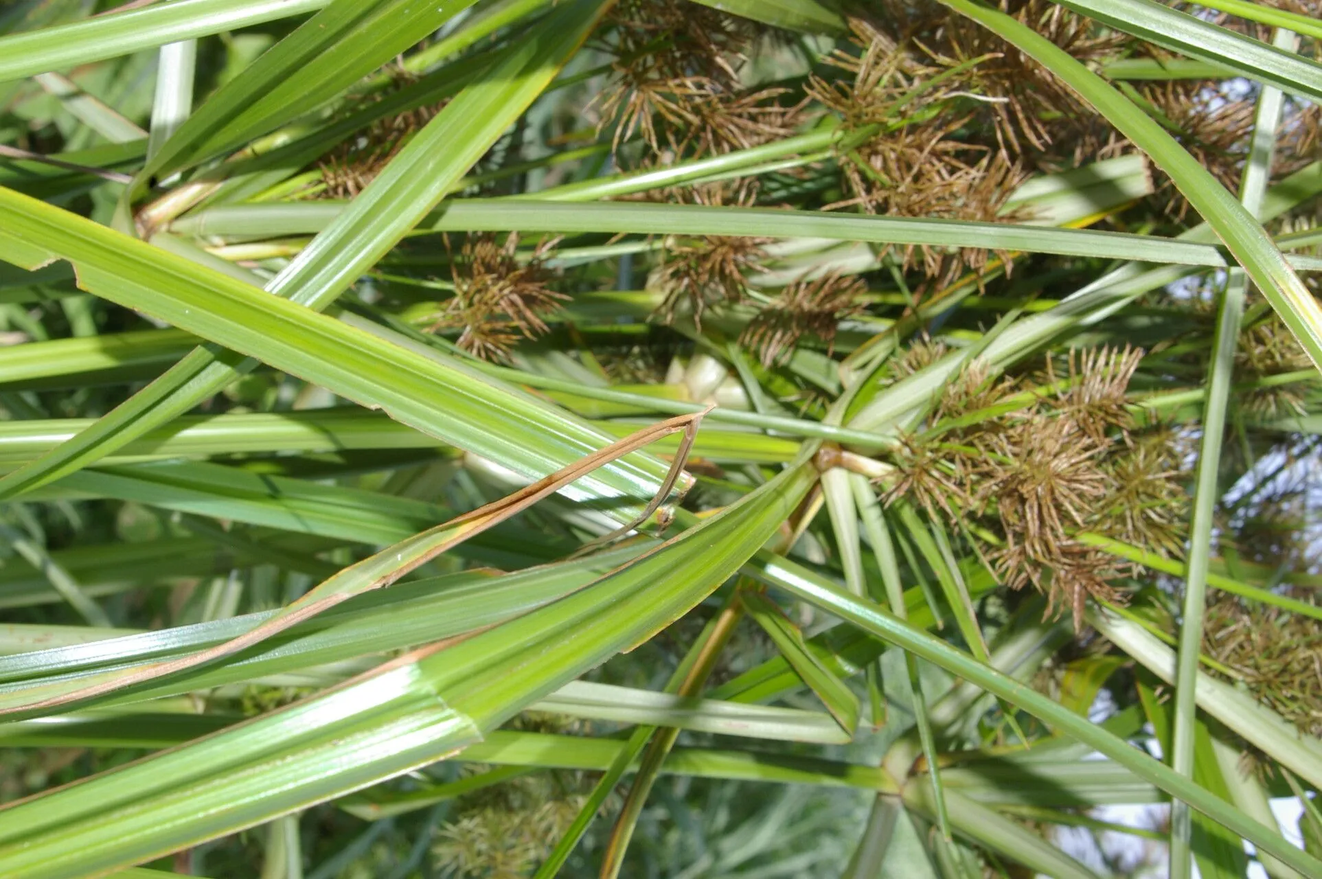 Digitate cyperus (Cyperus digitatus, Fl. Ind. 1: 209 (1820))