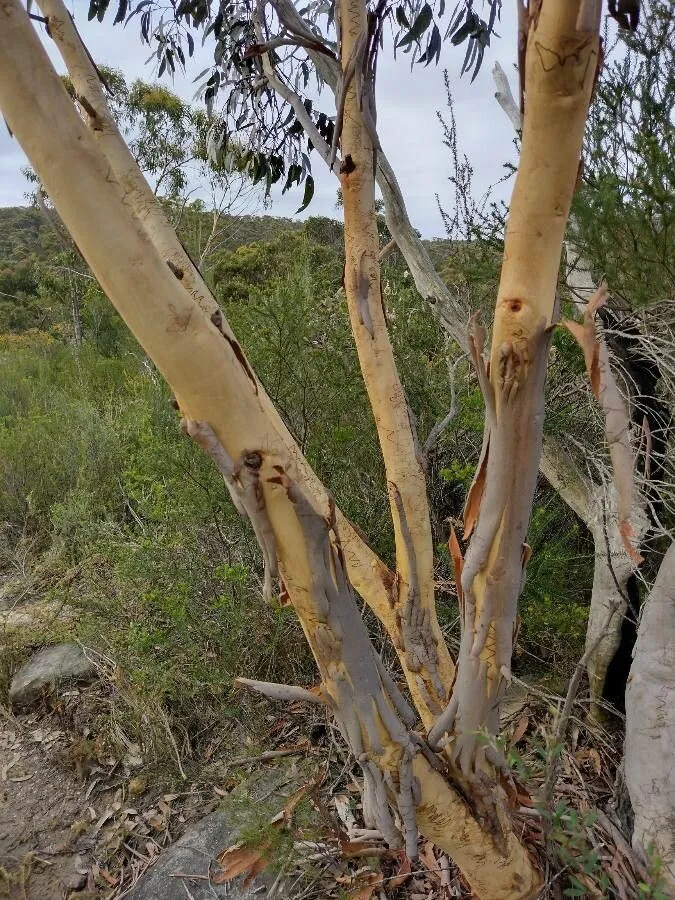 Scribbly gum (Eucalyptus haemastoma, Trans. Linn. Soc. London 3: 286 (1797))