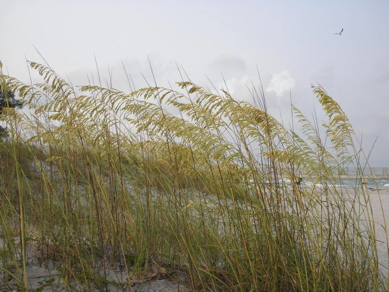 Seaside-oats (Uniola paniculata, Sp. Pl.: 71 (1753))