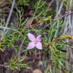 Rutaceae