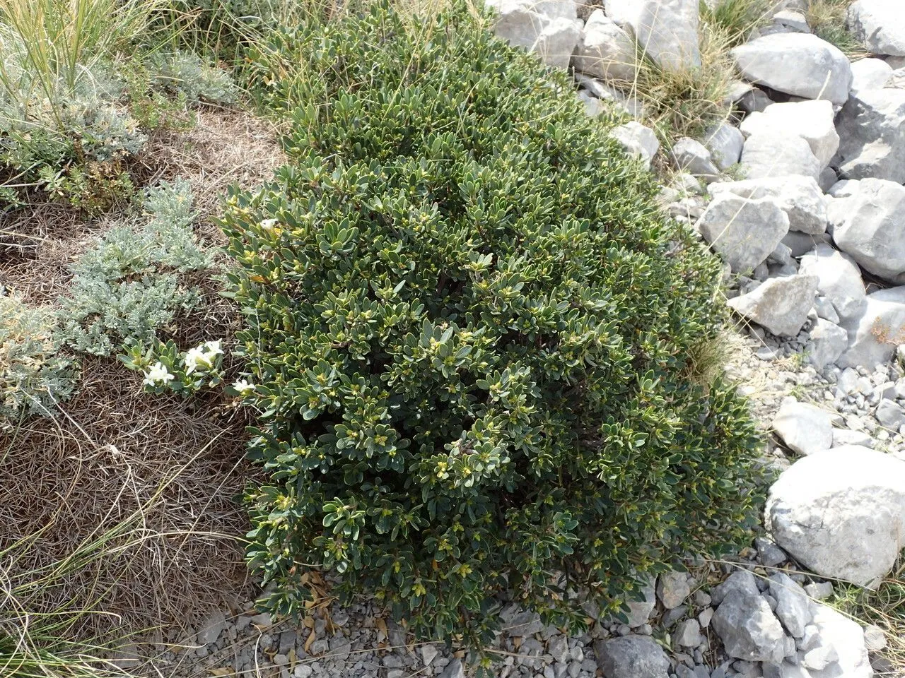 Spurge-olive (Daphne oleoides, Icon. Descr. Pl.: 13 (1766))