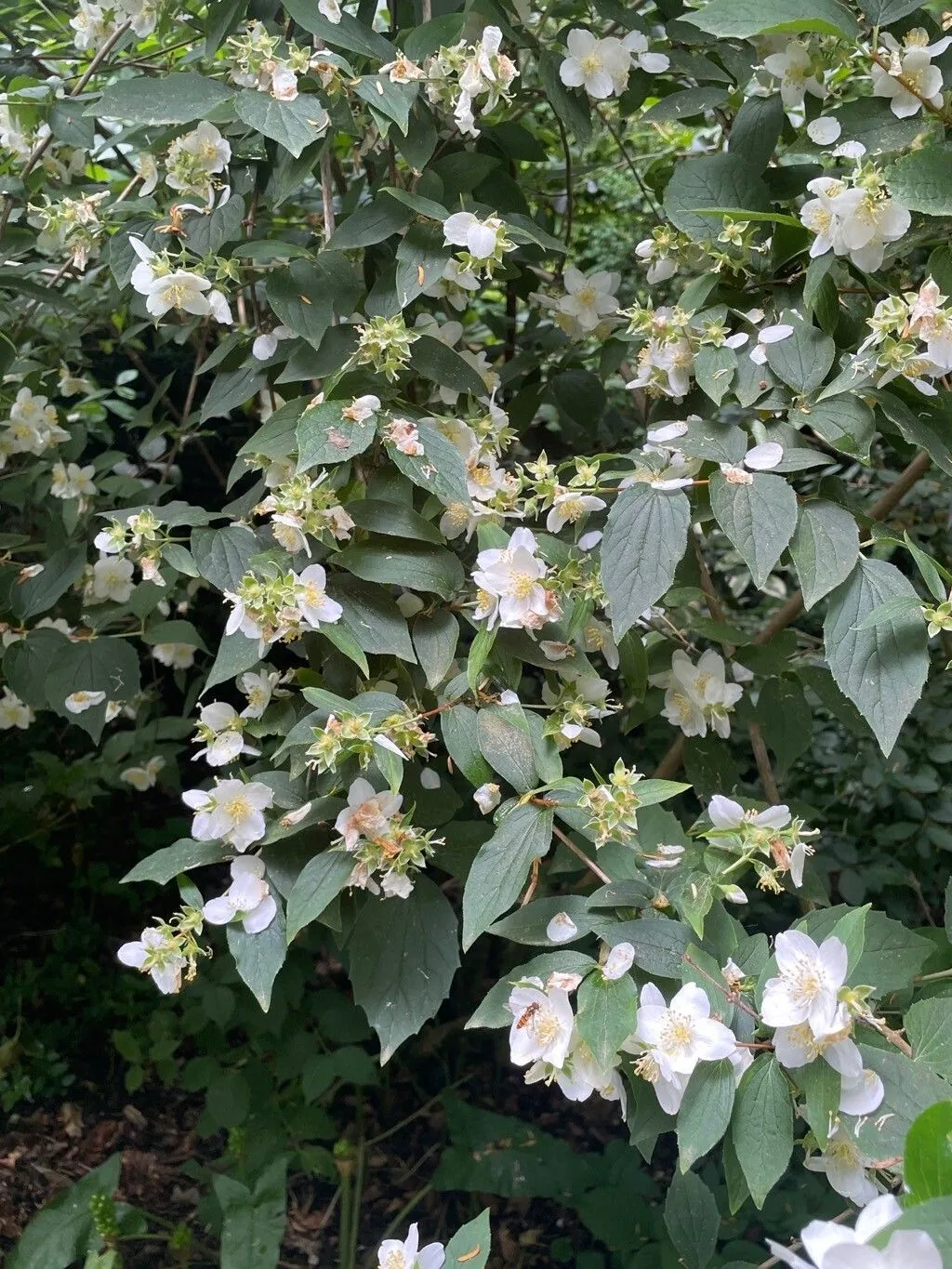 Lewis’s mock orange (Philadelphus lewisii, Fl. Amer. Sept. 1: 329 (1813))