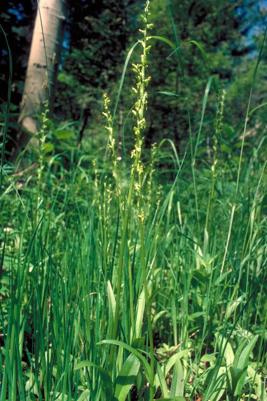 Northern green orchid (Platanthera aquilonis, Lindleyana 14: 193 (1999))